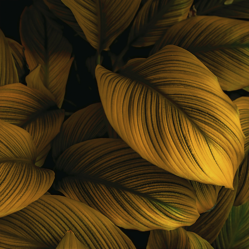 Adesivo Papel de Parede - Folhagem Gold